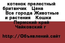 котенок прелестный британчик › Цена ­ 12 000 - Все города Животные и растения » Кошки   . Пермский край,Чайковский г.